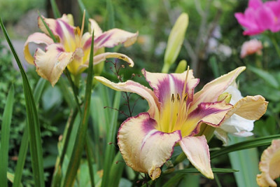 Hemerocallis 'Destined to See').JPG