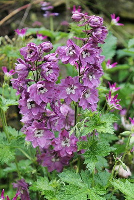 Rittersporn Gemüsegarten.JPG
