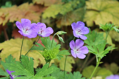 Geranium Rozanne.JPG