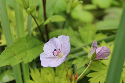 Geranium Lilac Ice.JPG
