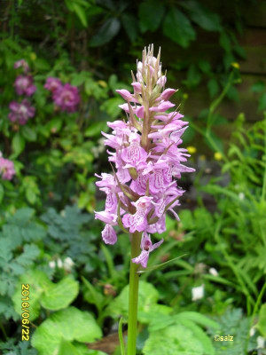 MoorOrchidee 1062016.jpg