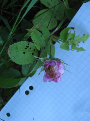 IMG_3621.JPG
