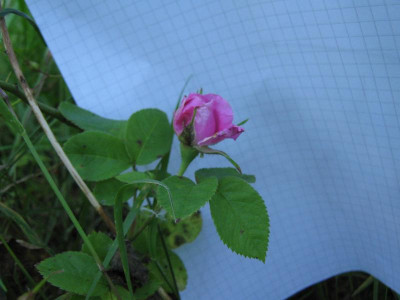 IMG_3626.JPG