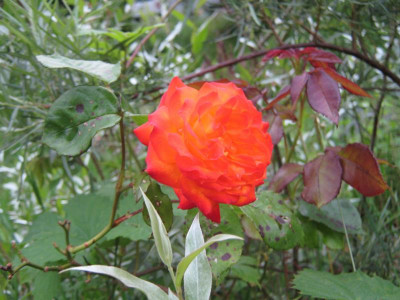 IMG_3589.JPG
