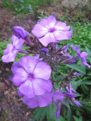 Phlox panic.jpg