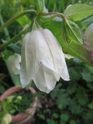 Campanula 'Weddng Bells'_3700.jpg