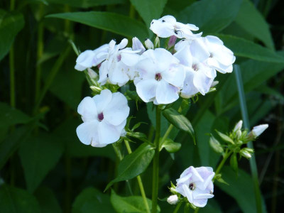 2016-06-24 Phlox 'Die Holde'.jpg