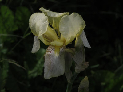 irisflavescens16.img.JPG