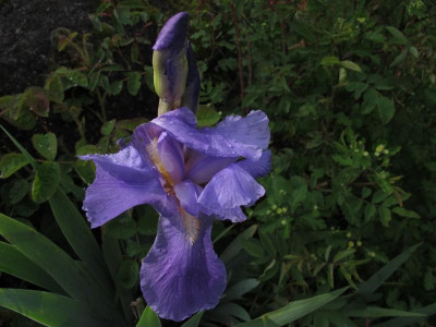 irispallida16.img.JPG