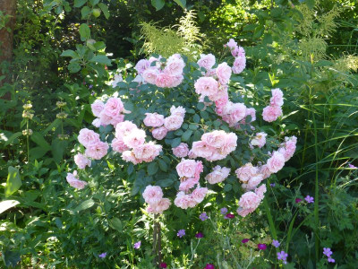 2016-06-24 Rosen 'Bonica 82'.jpg
