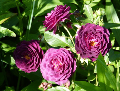 2016-06-24 Rosen 'Ebb Tide'.jpg