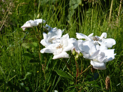 2016-06-24 Rosen 'Elfe'.jpg