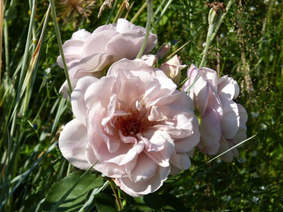 2016-06-24 Rosen 'Laika'.jpg