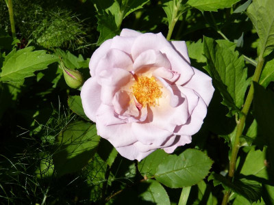 2016-06-24 Rosen 'Lavender Pinocchio'.jpg