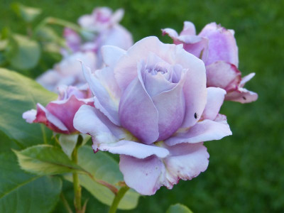 2016-06-24 Rosen 'Novalis'.jpg