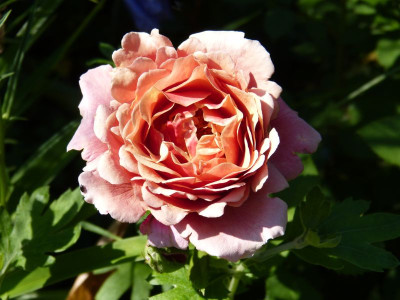 2016-06-24 Rosen 'Tom Brown' 1.jpg