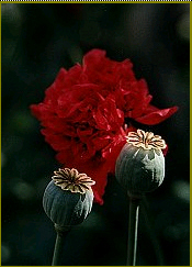 Mohn_GFR.jpg