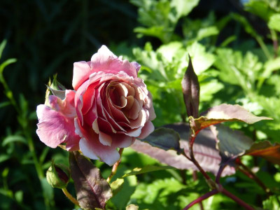 2016-06-24 Rosen 'Tom Brown' 2.jpg