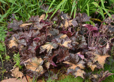 Heuchera-dunkel.16-1.jpg