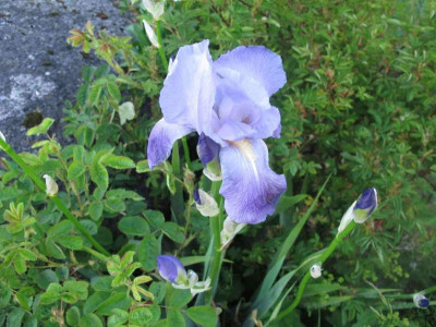 irispallida14.img.jpg