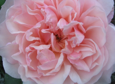 new_Rosa_Gru_an_Aachen_Okt.jpg