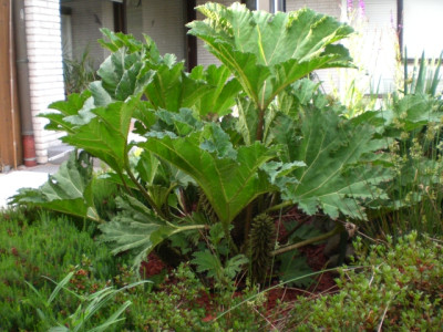 CIMG0498.JPG