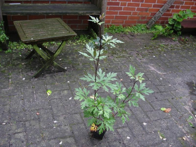 Aconitum acutum [1280x768].jpg