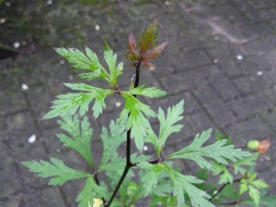 Aconitum acutum Detail [1280x768].jpg