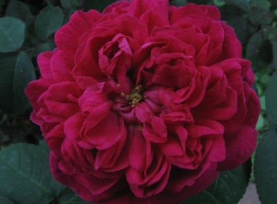 new_Rose_de_Resht_Okt.jpg