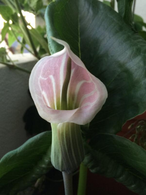Arisaema candidissimum 06-2016.jpg