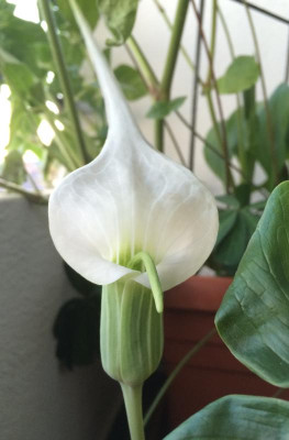 Arisaema candidissimum weiss 06-2016.jpg