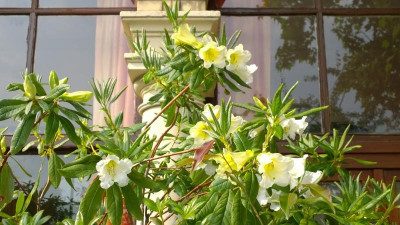 WP_20160616_024 Rhododendron dalhousiae.jpg