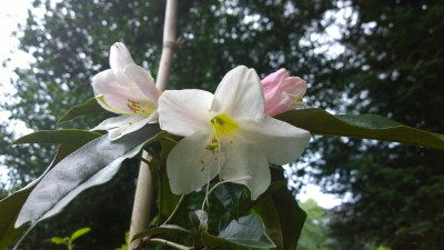 WP_20160624_014 Rhododendron maddenii Calophyllum.jpg