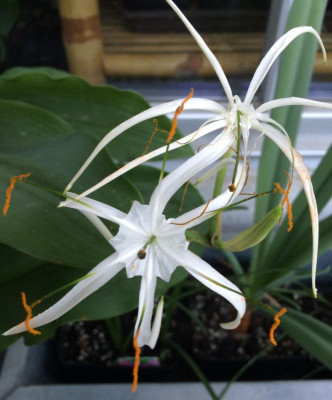 Hymenocallis harrisiana 06-2016.jpg