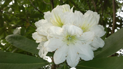 WP_20160616_017 Rhododendron  fortunei ssp.discolor PW83.jpg