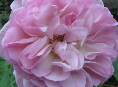 new_Florance_Delattre_Okt.jpg