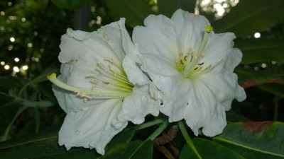 WP_20160623_011Rhododendron diaprepes Gargantua.jpg