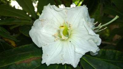WP_20160623_014 Rhododendron diaprepes Gargantua.jpg