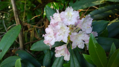 WP_20160623_018 Rhododendron ungernii.jpg