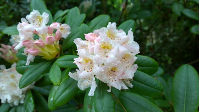 WP_20160624_005 Rhododendron brachycarpum ssp.fauriei.jpg