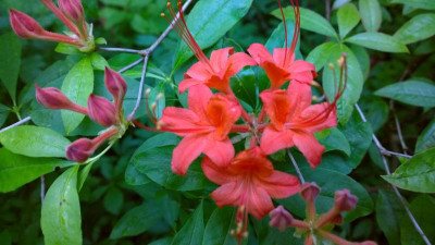 WP_20160623_021 Rhododendron prunifolium.jpg