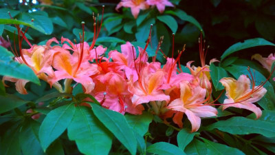 WP_20160624_011 Rhododendron bakeri 'Sunlight'.jpg