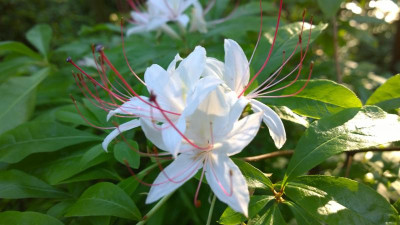 WP_20160623_026 Rhododendron arborescens.jpg