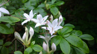 WP_20160624_012 Rhododendron arborescens.jpg