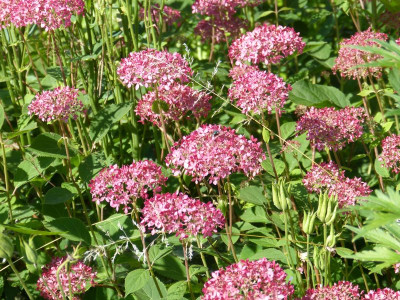 2016-06-24 Hydrangea arborescens 'Pink Annabelle'.jpg
