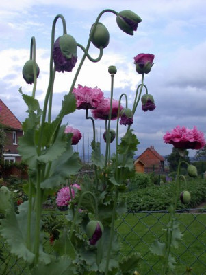 papaver_somniferum_lavendelrosa_gefullt1.1.jpg