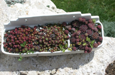 T_9103_Seifen_Sand_Soda_mit_Sedum_.jpg