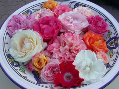 Rosen_1_alle_vorher_1483.jpg