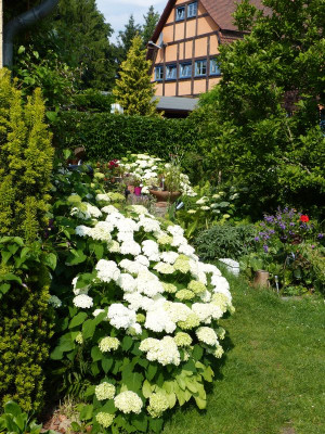 2016-06-25 Hydrangea arborescens 'Annabelle' 1.jpg