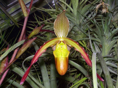 Phragmipedium_06.jpg